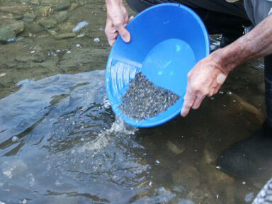 Gold-Mining-with-Sluice-Box2